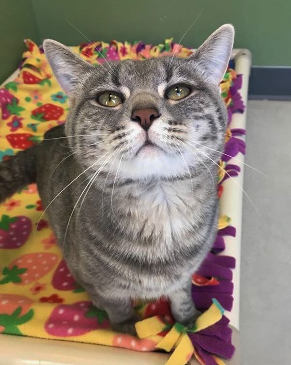 Gandalf